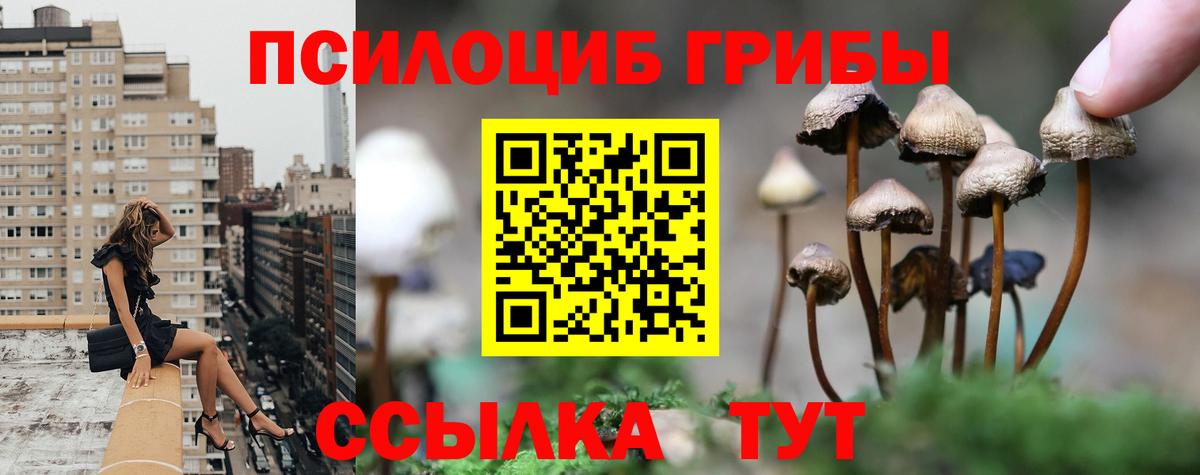 Галлюциногенные грибы Psilocybe Звенигород
